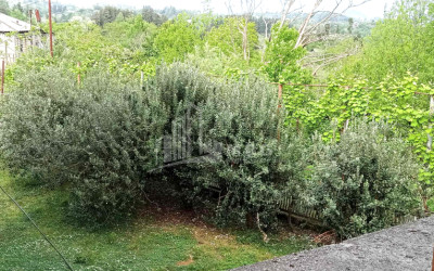 For Sale House Villa Zemo Natanebi Ozurgeti Municipalities of Guria