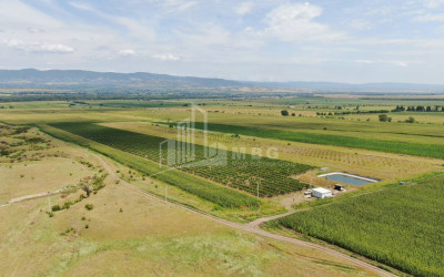 For Sale Land Sagarejo Kakheti