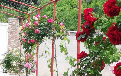 For Sale House - Villa, in Bulachauri