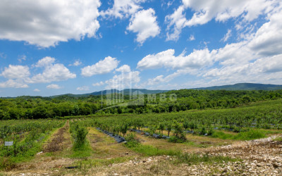 For Sale Orchards Land In Senaki
