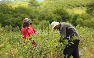 For Sale Orchards Land In Senaki