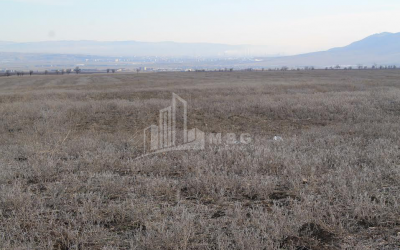 For Sale Orchards Land, in Kvemo Teleti