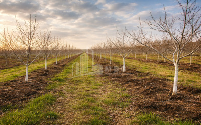 Продается Ореховый сад Земля В Мелани, Гурджаани