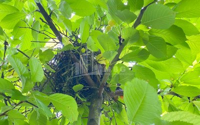 Business for sale Commercial Telavi Kakheti