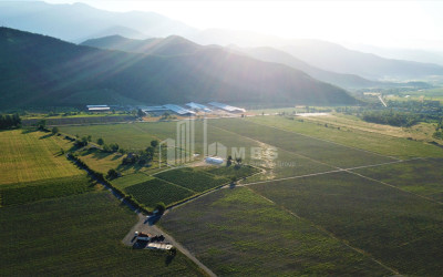 For Sale Land Kvareli Kakheti