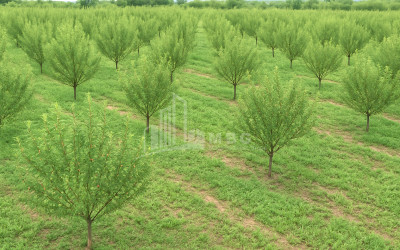 For Sale Land Bolnisi Kvemo Kartli