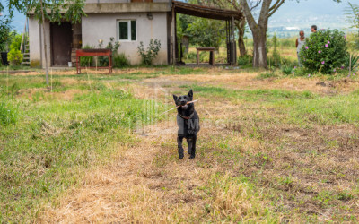 For Sale Land Kakheti