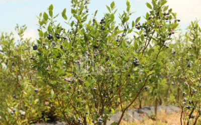 For Sale Orchards Land In Senaki
