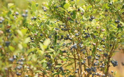 For Sale Orchards Land In Senaki