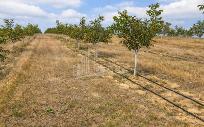 Продается Фруктовые сад Земля В Хашури