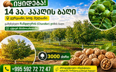 Продается Виноградник   Замковые Земля В Мелани, Гурджаани