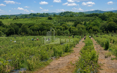 For Sale Orchards Land In Senaki