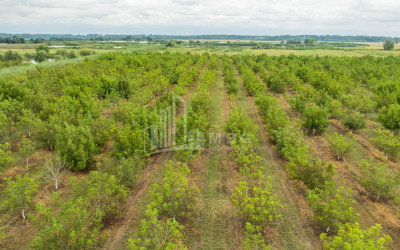 For Sale Land Kakheti