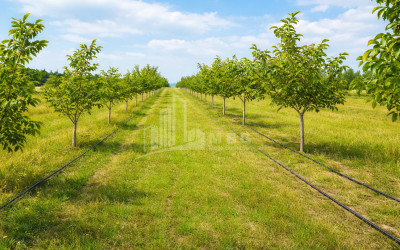 Продается Фруктовые сад Земля В Хашури