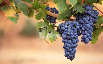 იყიდება მიწის ნაკვეთი ყვარელი კახეთი