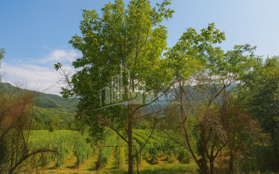 For Sale Land Kvatskhuti Ambrolauri Racha   Lechxumi Kvemo Svaneti