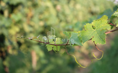 იყიდება კომერციული ფართი დოესი კასპი შიდა ქართლი