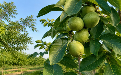 For Sale Walnut orchard Land In Anaga, Signagi