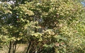 For Sale Country Land, in Zaridzes