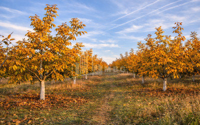 Продается Ореховый сад Земля В Мелани, Гурджаани