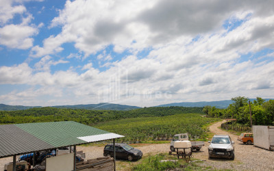 For Sale Orchards Land In Senaki