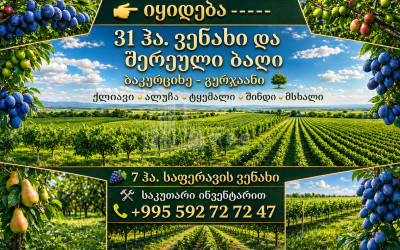 Продается Фруктовые сад Земля В Бакурцихе, Гурджаани