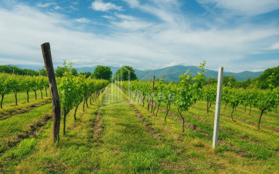 Продается Земля Кучатани Кварели Кахети