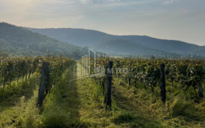 For Sale Land Mtisdziri Kvareli Kakheti