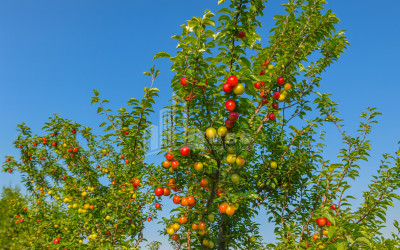 For Sale Land Kvemo Shukhuti Lanchkhuti Municipalities of Guria