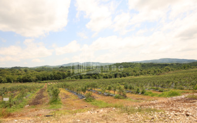 For Sale Orchards Land In Senaki