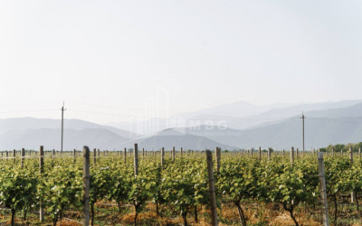 For Sale Commercial Kvareli City Kvareli Kakheti