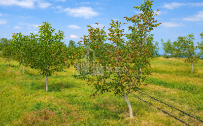 Продается Фруктовые сад Земля В Хашури