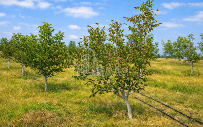 Продается Фруктовые сад Земля В Хашури