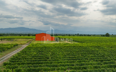 For Sale Land Napareuli Telavi Kakheti