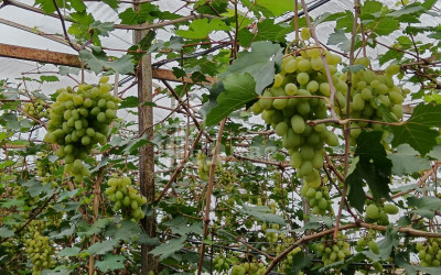 Продается Земля Носири Сенакски Самегрело   Верхняя Сванетия