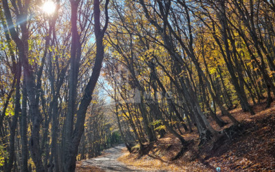 Продается Дом - Вилла В Коджори, Мтацминда Район