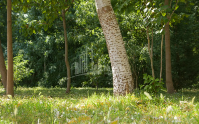 იყიდება ბიზნესი კომერციული ფართი თელავი კახეთი