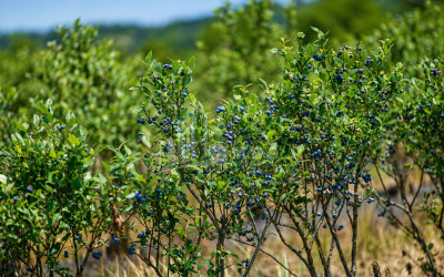 For Sale Orchards Land In Senaki