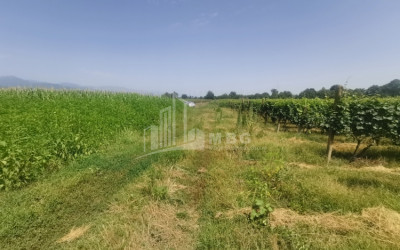 For Sale Land, Chikaani, Kvareli Municipality, Municipalities of Kakheti