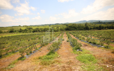 For Sale Orchards Land In Senaki