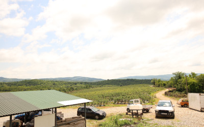 For Sale Orchards Land In Senaki
