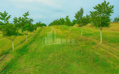 იყიდება მიწის ნაკვეთი ხაშური შიდა ქართლი