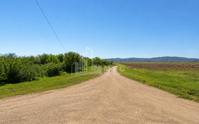 For Sale Walnut orchard Land In Anaga, Signagi