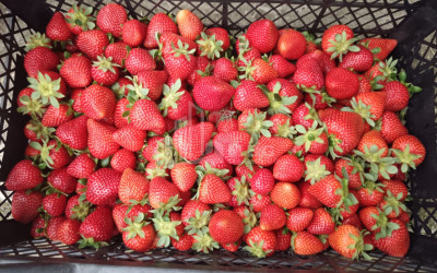 For Sale Land, Nosiri, Senaki, Samegrelo