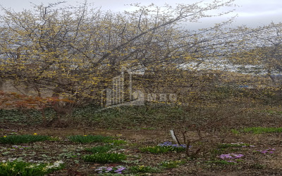 იყიდება სამოსახლო მიწის ნაკვეთი, სვანეთის უბანი