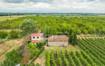 For Sale Land Kakheti