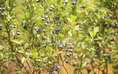 For Sale Orchards Land In Senaki