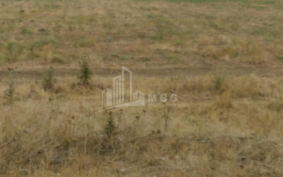 For Sale Orchards Land, in Kumisi