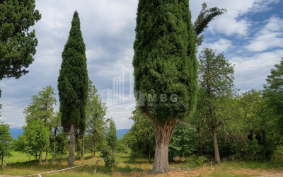 იყიდება კომერციული ფართი თელავი კახეთი