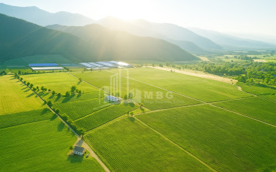 იყიდება მიწის ნაკვეთი ყვარელი კახეთი